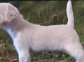 Beautiful Parson Russell Terrier Bitch &ndash; 4 Months Old