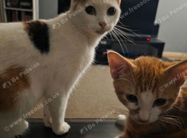 4 gorgeous kittens for new homes