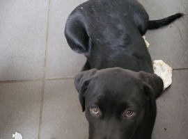 Labrador / Rotweiler.