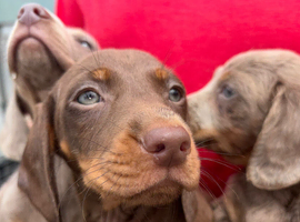 Dachshund