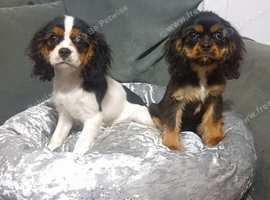 Beautiful cavalier girls