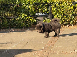 Looking for a light coloured purebred chow chow.