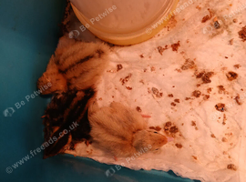 3 baby japanese quails