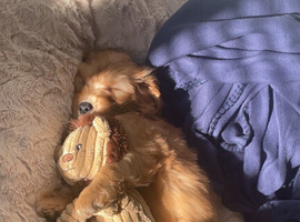 Looking for a forever loving home