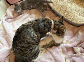 Silver Tabby & Brown Tabby Kittens