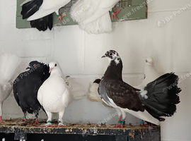 Exhibition Fantails