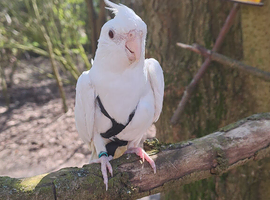 Cockatiel