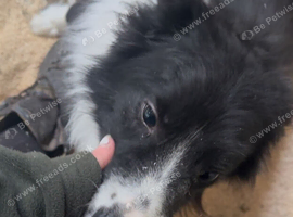 2 failed sheepdog brother and sister