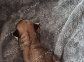 Beautiful chorkie Puppies