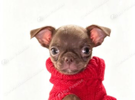 Chihuahua puppy