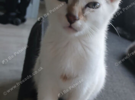 Kitten