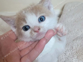 Ginger tabby's kittens ready to go