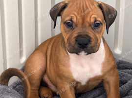 Mastiff X Olde English buldogge