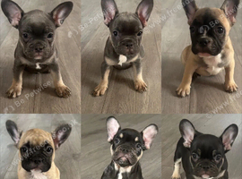 French bulldog puppies