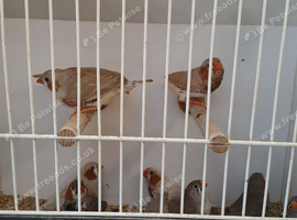 10 zebra finches for sale