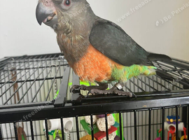 Baby Senegal Glasgow