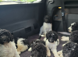 Beautiful standard poodle puppies
