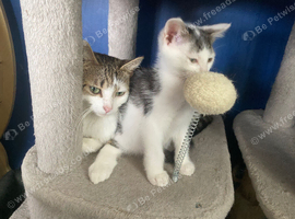 2 stunning little boys ready soon