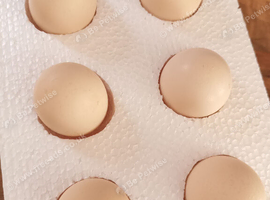 Bearded silkies hatching eggs