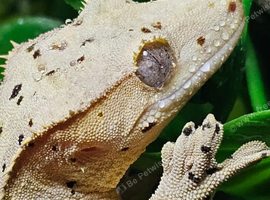 Male dalmation crested gecko