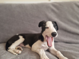 Lurcher pups collie cross