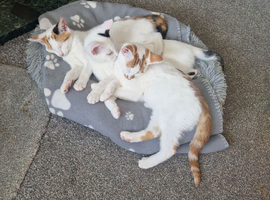 Beautiful playful kittens ready for loving homes