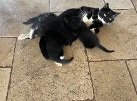 Five lovely kittens looking for their forever home