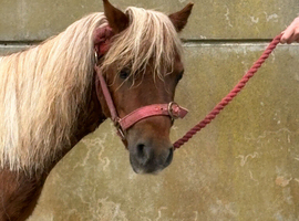 5yr old Unregistered Miniature Shetland Mare