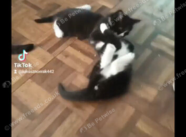 2 twin black and white kittens 8weeks