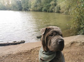 Two year old male shar pei