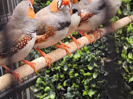 Aviary clearances