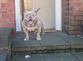 Male pocket bully