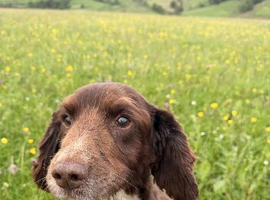 Perfect family Dog looking for a retirement home
