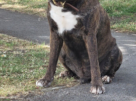 Boxer stud