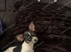 Beautiful chihuahua