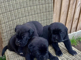 Cane corso puppies