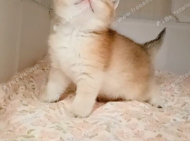 Beautiful fluffy teddy Golden and Silver pointed British Shorthair kittens