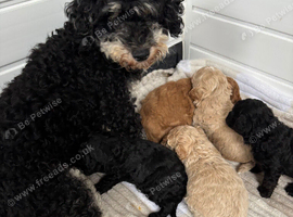 Cavapoo Puppies from health tested parents