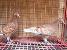 Racing Young Birds 2026 For Sale