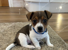 Traditional mini Jack Russell pups