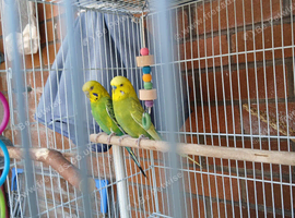Budgies