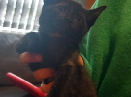 Beautiful female kitten