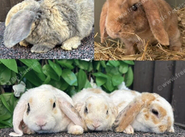 Mini Plush Lops. Hypoallergenic fur.