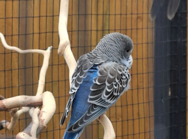 Baby Blackface split budgies