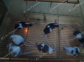 Males mice delivery available