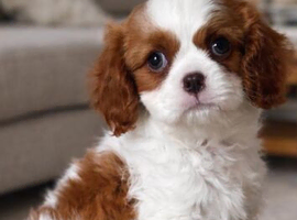Cavalier King Charles spaniel puppies