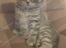 British short haired mixed 8 week old female
