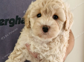 BEAUTIFUL TINY MALTIPOO GIRL