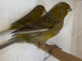 2 Young male canaries available.