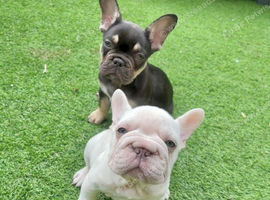 French Bulldog Puppies  For Sale